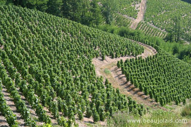 quizz autour du vin : le Beaujolais