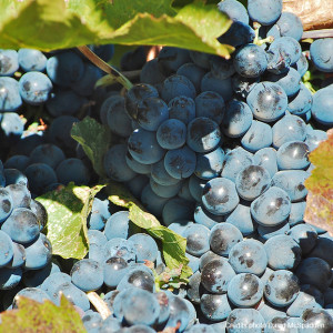 cépage syrah 