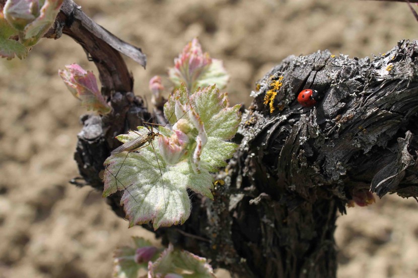 Coccinelle