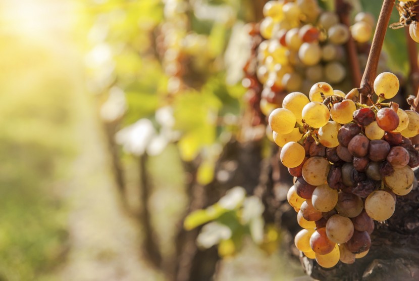 tokaj-vin-hongrois-vignes