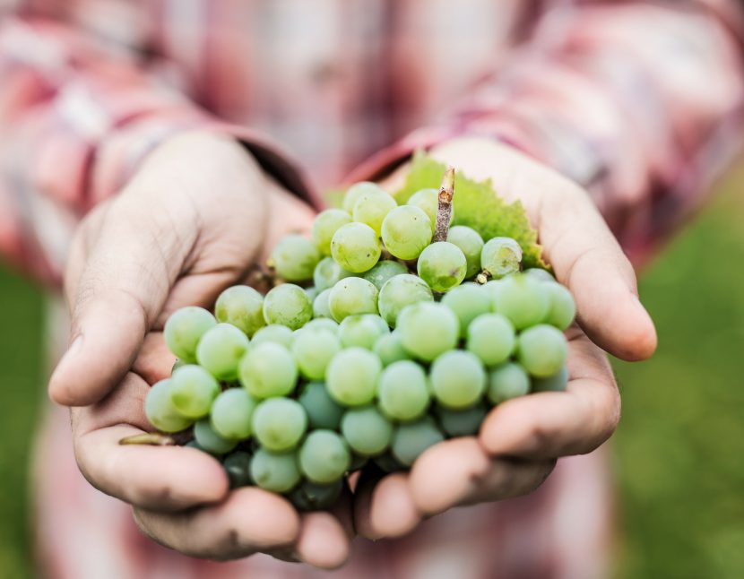 Grappes de raisins blancs - cépage blanc