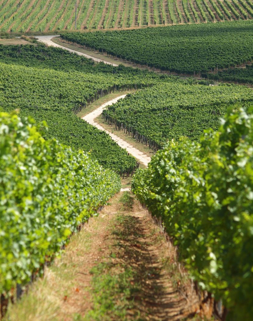 vignoble rhône