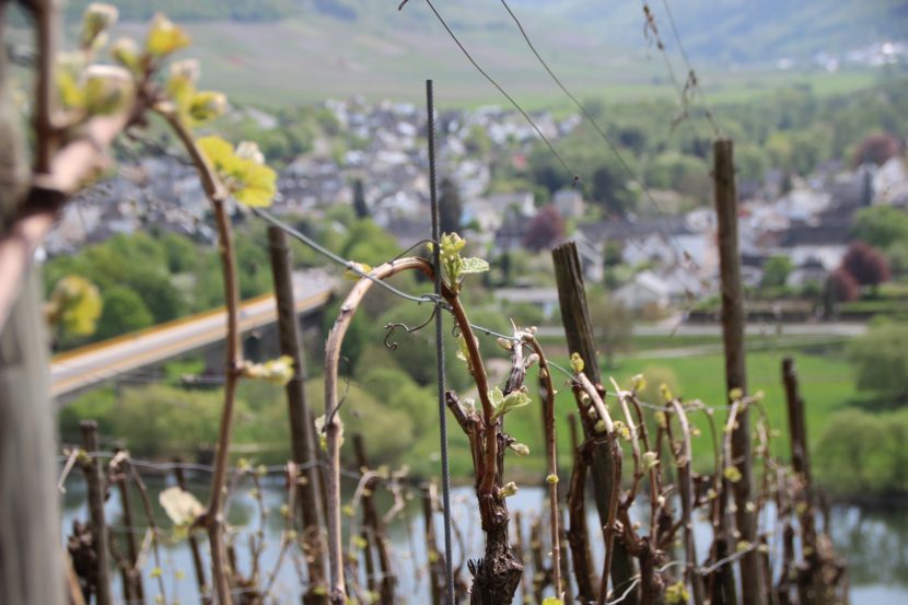 Que fait le vigneron en hiver ? 