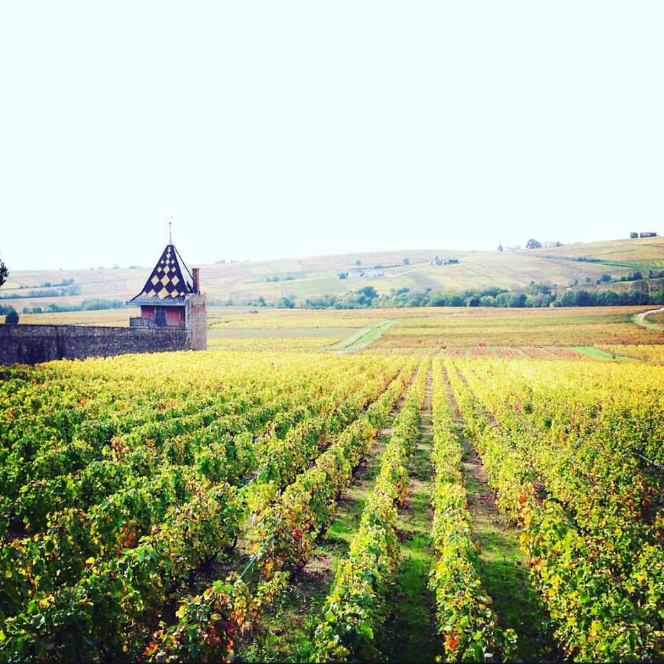 le vignoble du Beaujolais