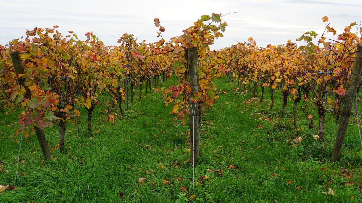 vignes avec de l'herbe