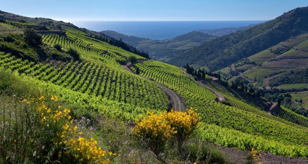 Vin Banyuls Vignoble montagne