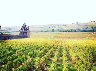 Le vignoble du Beaujolais