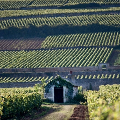 climats bourguignons bourgogne vin