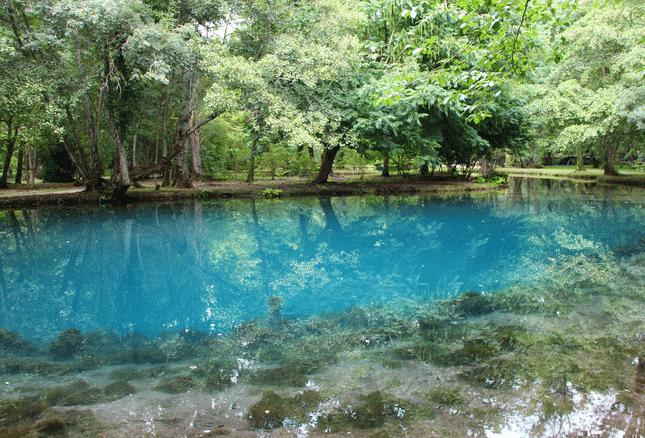 eau forêt