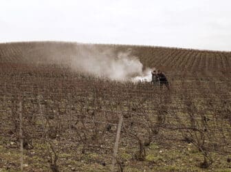 Taille de la vigne