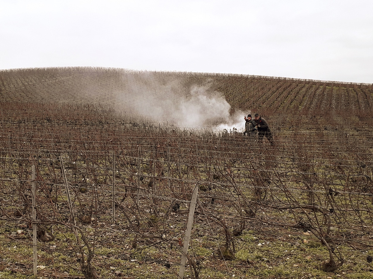 Taille de la vigne