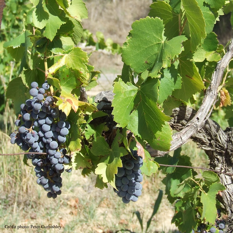 Vignes article millésime 2013