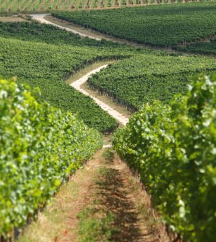 environnement de la vigne