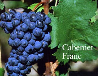 cépage cabernet franc