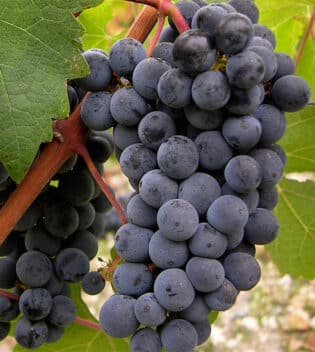 cabernet sauvignon