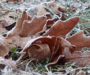 feuilles mortes