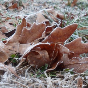 feuilles mortes