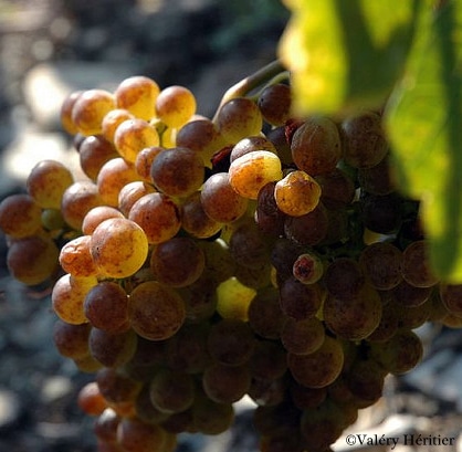 marsanne