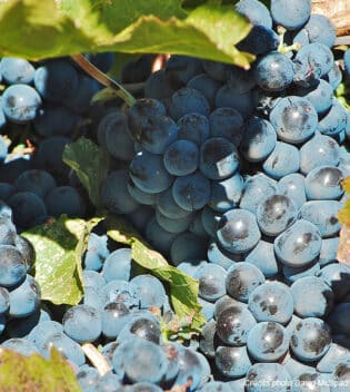 syrah cépage