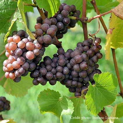 vignes viticulture biodynamique