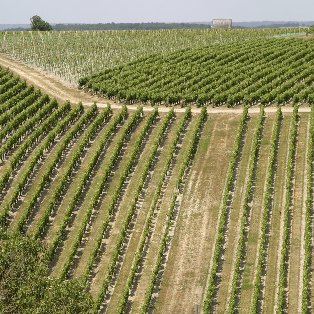 vignoble touraine val de loire