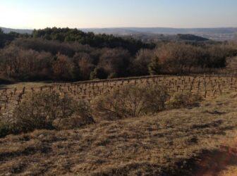 vignoble vallee du rhone