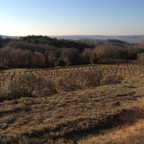 vignoble vallee du rhone