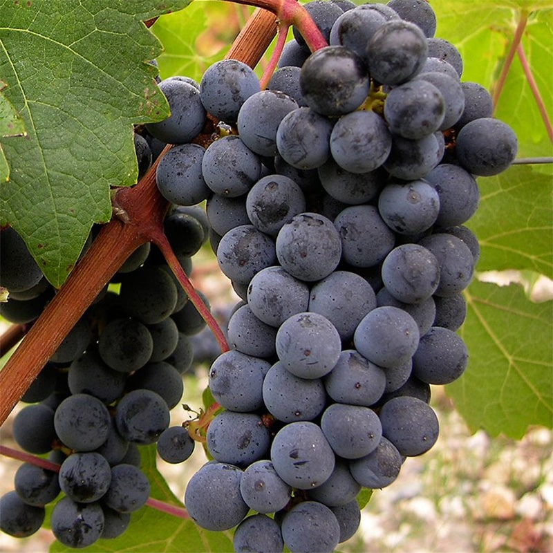 cabernet-sauvignon.jpg