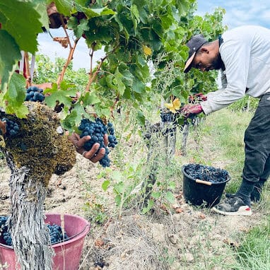 vin rouge pécharmant